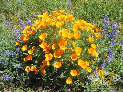 Murrieta Poppies