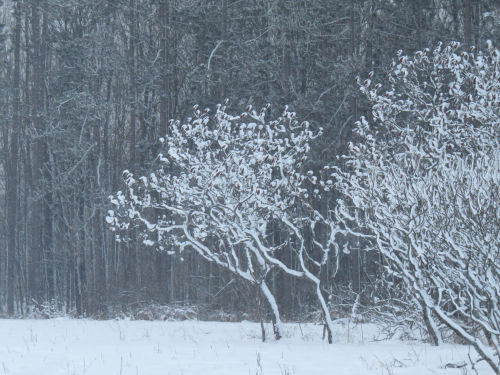 snow on sumacs