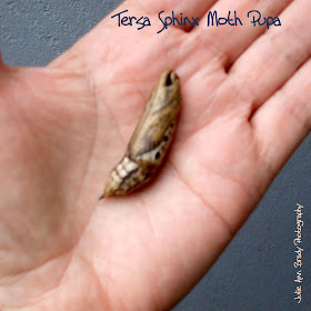 Tersa Sphinx Moth Pupa - Leesburg, Florida, December 21, 2016