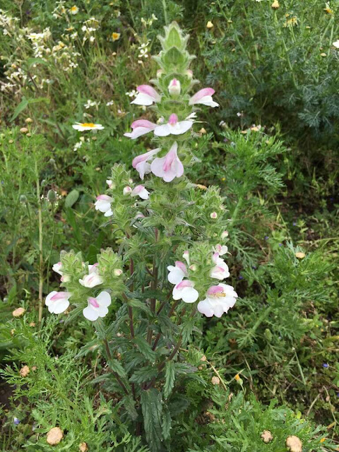  Flor-de-ouro - Mediterranean Lineseed (Bellardia trixago)   