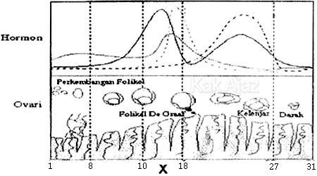 Bagan siklus menstruasi, soal reproduksi manusia, Biologi UN 2017