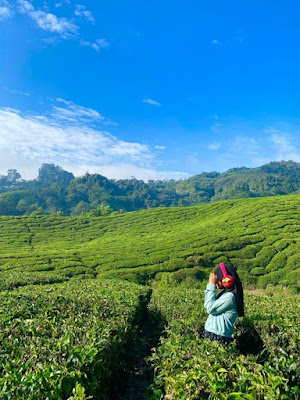 Ladang Teh BOH Cameron Highlands | Excited Tengok Pekerja Petik Daun Teh