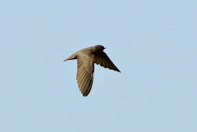 Dusky Crag-Martin