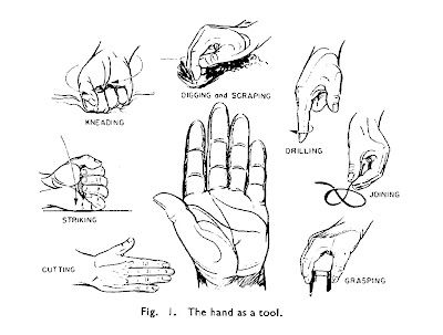 As shown by these drawings from RJ Drillis Folk Norms and Biomechanics