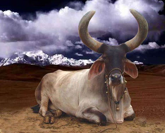 Why Hindus venerate bull Krishna the bull who walked around India 4 times