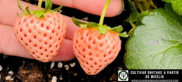 Cultivo de la Pineberry