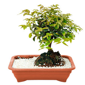 Bonsai comprar