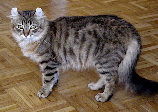 american curl cat pets kitten animal domestic
