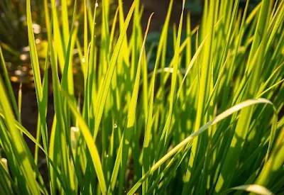 Citronella Grass (Cymbopogon nardus)