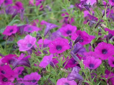 Petunia Flower - Petunia × hybrida