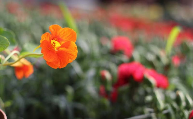 Nasturtium Flowers Pictures