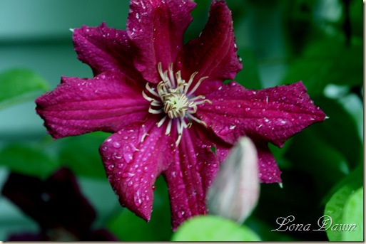 Clematis_CrimsonStar_rain