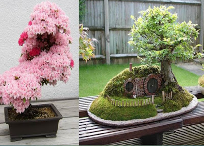 Deretan Pohon Bonsai Jepang yang mengagumkan