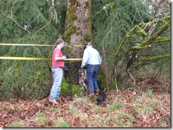 woodcutting at Woods 07