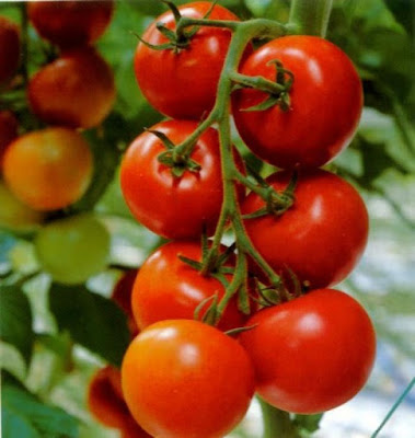 cây Cà chua thích hợp trồng quanh năm, dễ trồng, phát triển mạnh.