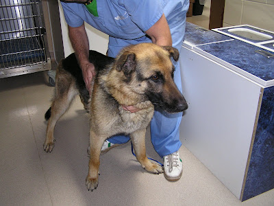 golden retriever mixed with a german shepherd. images German shepherd sits up