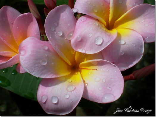 plumaria