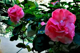 Alegría del hogar con dos flores rosas.