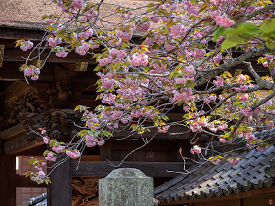 Yae-zakura (double-flowered cherry tree) flowers: Engaku-ji