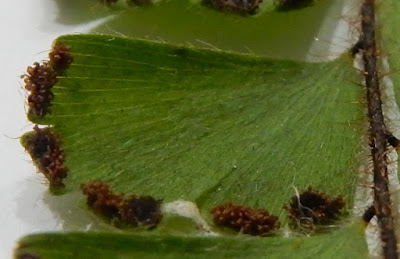 馬來鐵線蕨的孢子囊群