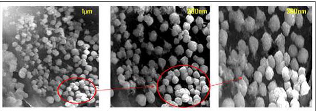 Scanning electron microscope analysis of green synthesis silver nanoparticles.