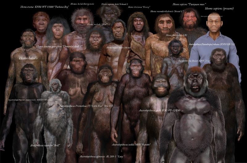 Diferentes especies de Homo