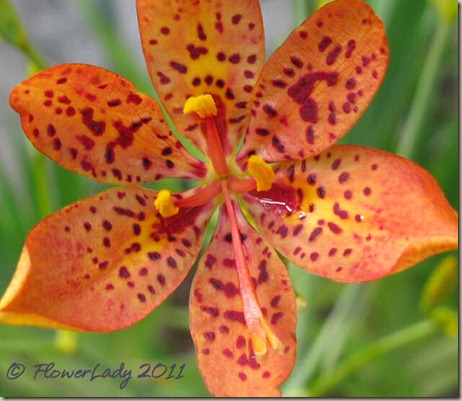 07-06-blkberry-lily2