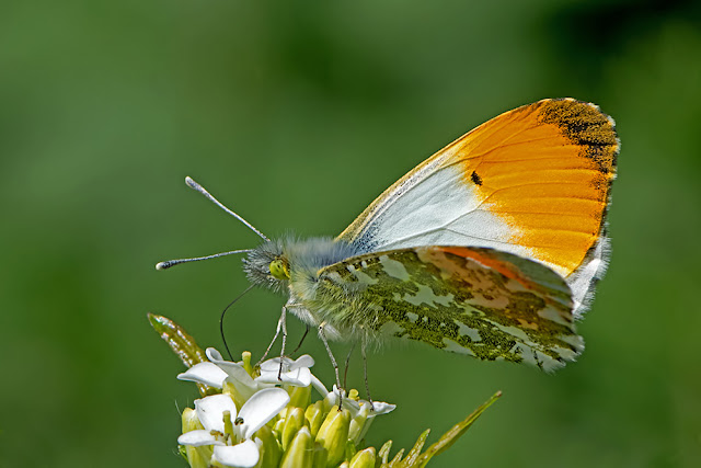 Anthocharis cardamines the Orange Tip butterfly