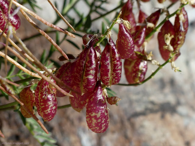 169: puffy seed pods