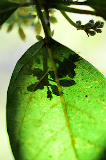 plant shadow on leaf