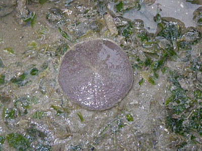 Cake sand dollars (Arachnoides placenta)