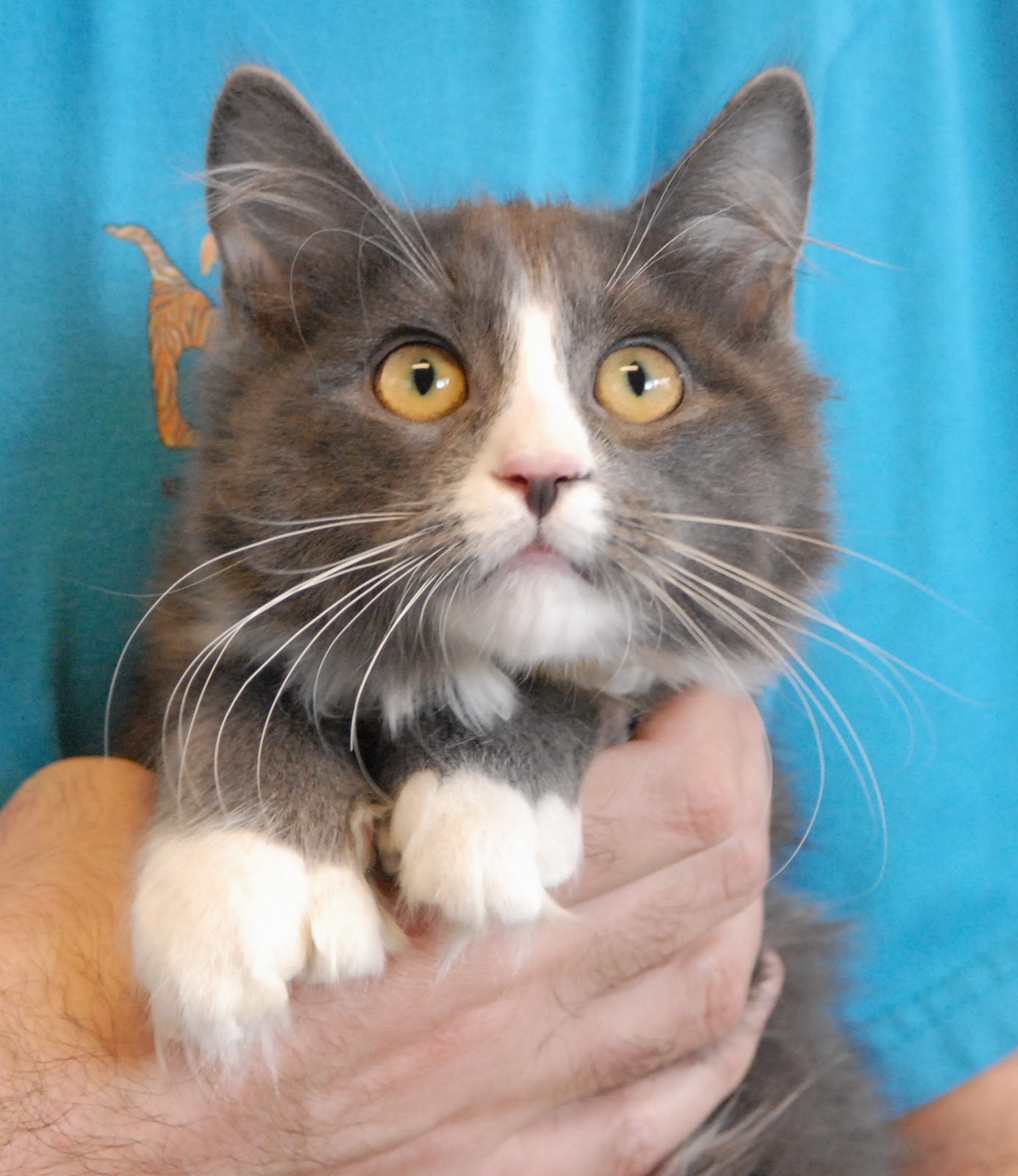 The Polydactyl Kittens  4 sweet babies for adoption  