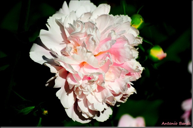 5 DSC_4981x1