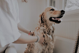 What're The Benefits, Reasons, And Tools For Dog Grooming?