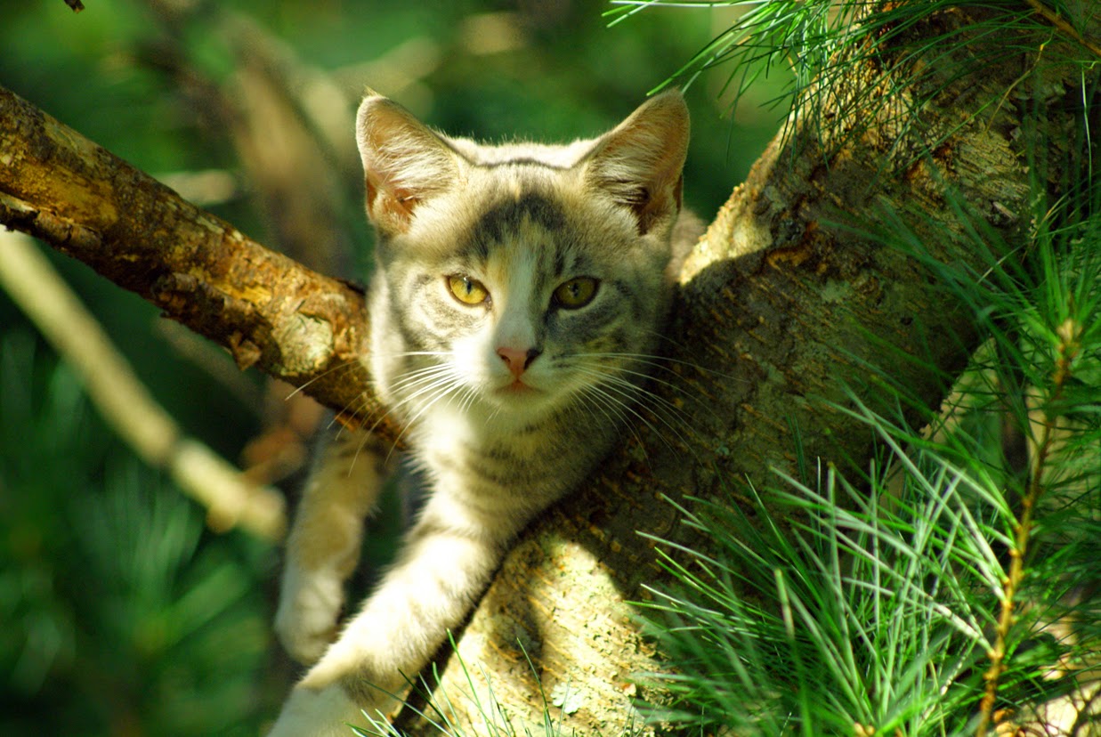 Gambar Kucing Lucu di Pohon