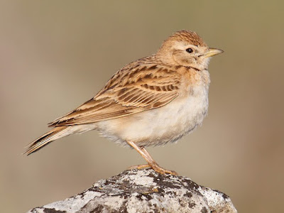 Terrera común (Calandrella brachydactyla)