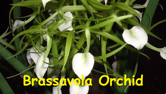 Brassavola Orchid Flower
