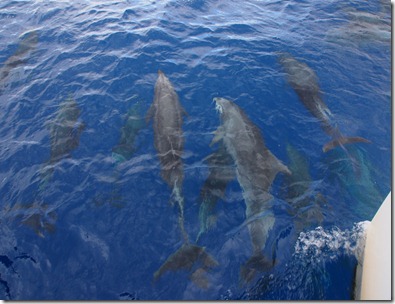Dolphin watching_Ocean Joy Cruises_Hawaii
