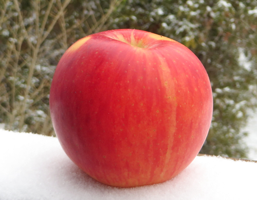 a Lady Alice apple in the snow