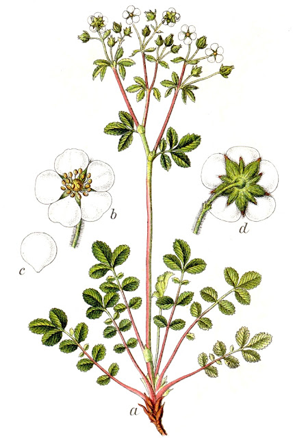 Лапчатка скальная (Potentilla rupestris, =Drymocallis rupestris)