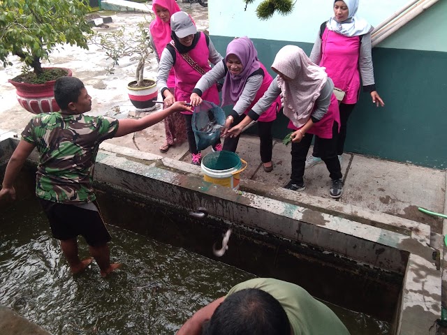 Anngota Ramil 10/Mojplaban dan Ibu-Ibu Ranting 11 Mojolaban Panen Ikan Lele Hasil Budidaya