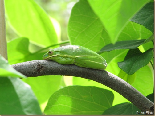 tree frog pictures. American Green Tree Frog