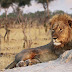 Miracle in Zimbabwe: Seven-Year-Old Boy Survives Five Days in Lion-Infested National Park