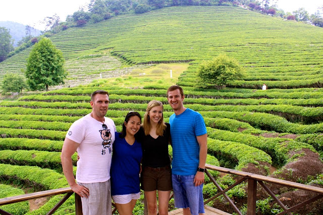 Boseong Green Tea Fields