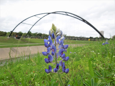 Bluebonnet on the Banks of Braes Bayou at the Medical Center / Herman Park 