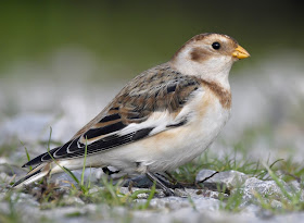 Snow Bunting at Steart Marshes