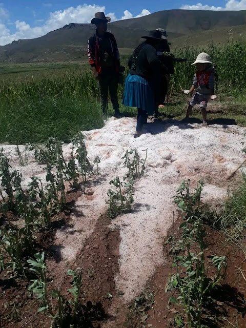 In der Gegend von Macha fiel am Freitagnachmittag schwerer Hagel. Viele Familien weinen, weil die Ernte durch den Hagelsturm völlig zerstört wurde. Provinz Potosí – Bolivien