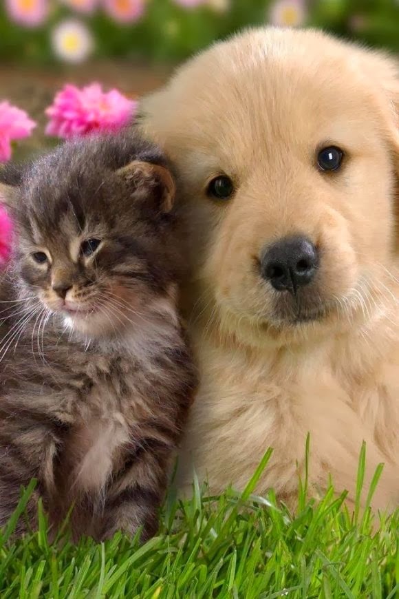 Cute puppy and dog  Adorable cat  and dog  