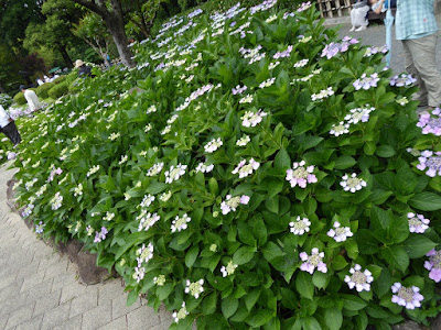 城北菖蒲園のガクアジサイ