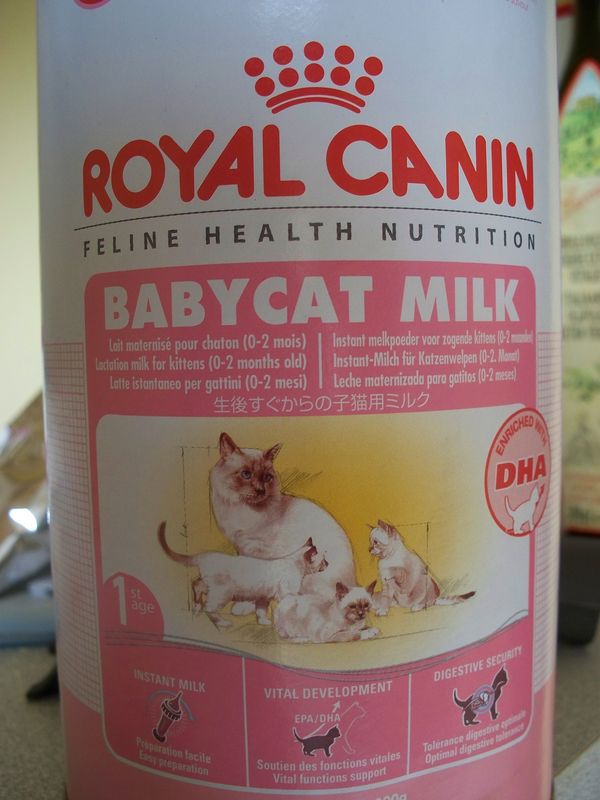Je Dois Savoir Chat Se Retrouver Avec Un Chaton Non Sevre Que Faire Pour Le Nourir